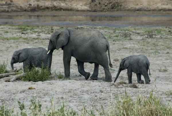 35 - Tanzania - Elefantes - parque nacional de Tarangire